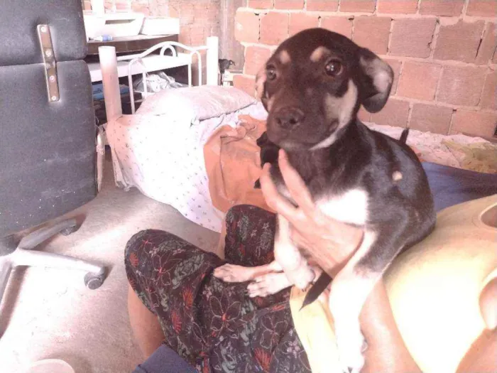 Cachorro ra a Não definido idade 2 a 6 meses nome Gerald