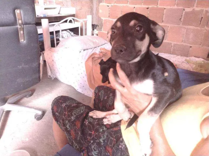 Cachorro ra a Não definido idade 2 a 6 meses nome Gerald
