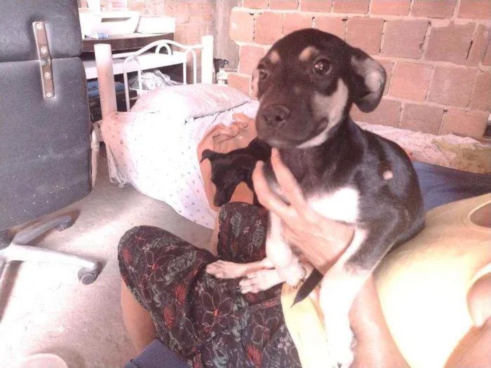 Cachorro ra a Não definido idade 2 a 6 meses nome Gerald