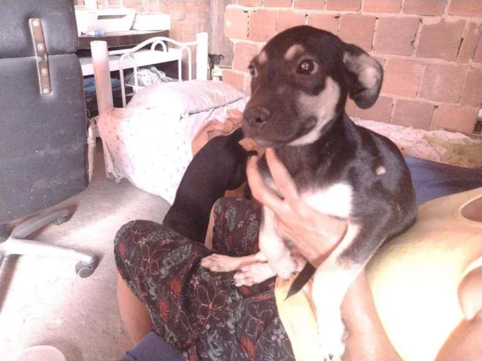 Cachorro ra a Não definido idade 2 a 6 meses nome Gerald