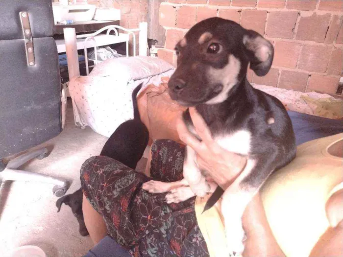 Cachorro ra a Não definido idade 2 a 6 meses nome Gerald