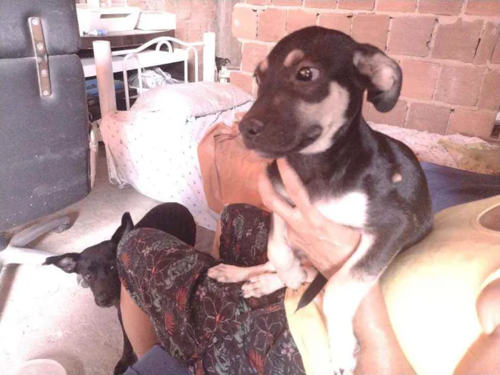 Cachorro ra a Não definido idade 2 a 6 meses nome Gerald