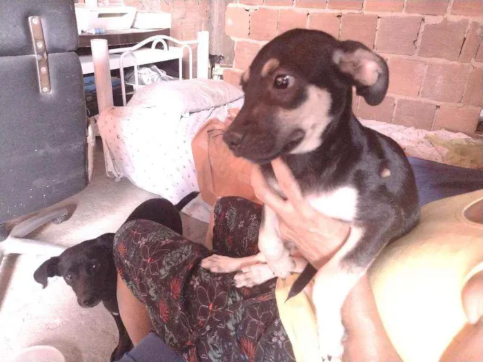 Cachorro ra a Não definido idade 2 a 6 meses nome Gerald