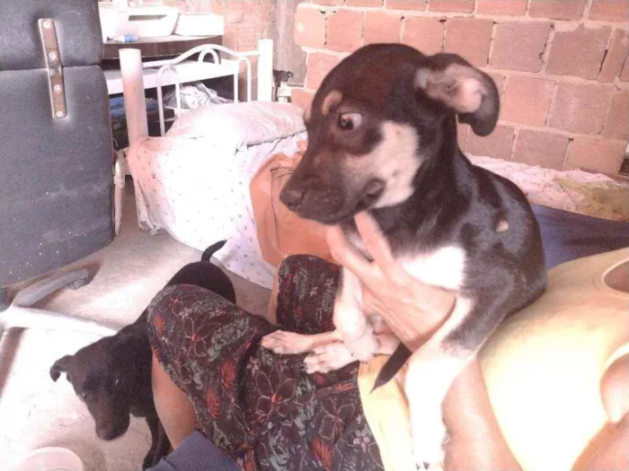 Cachorro ra a Não definido idade 2 a 6 meses nome Gerald