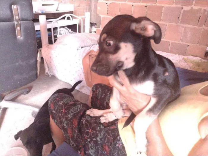 Cachorro ra a Não definido idade 2 a 6 meses nome Gerald
