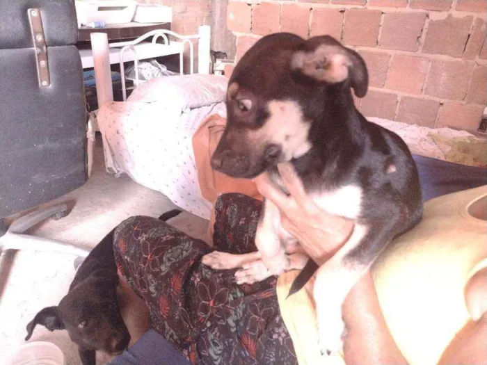 Cachorro ra a Não definido idade 2 a 6 meses nome Gerald