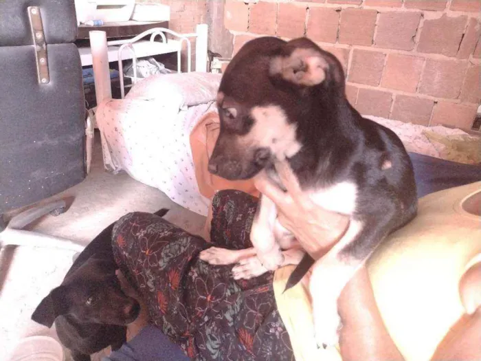 Cachorro ra a Não definido idade 2 a 6 meses nome Gerald