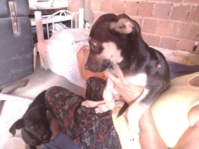 Cachorro ra a Não definido idade 2 a 6 meses nome Gerald