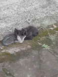 3 gatinhas