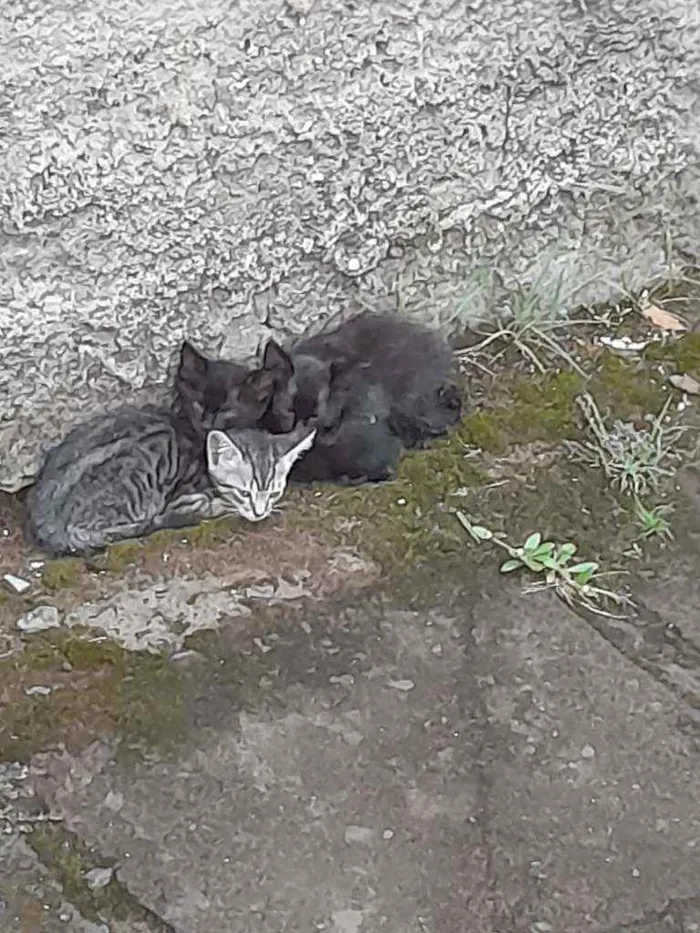 Gato ra a  idade Abaixo de 2 meses nome 3 gatinhas