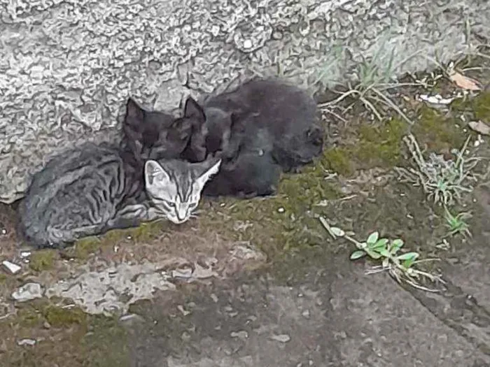 Gato ra a  idade Abaixo de 2 meses nome 3 gatinhas