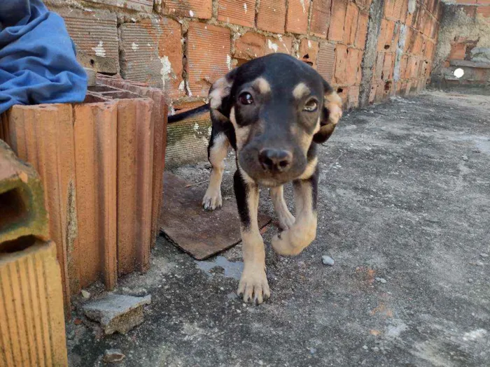 Cachorro ra a Não definido idade 2 a 6 meses nome Gerald