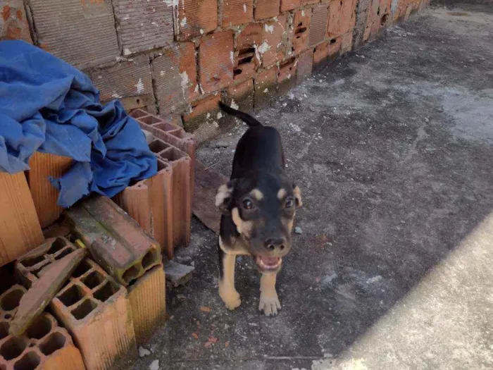 Cachorro ra a Não definido idade 2 a 6 meses nome Gerald