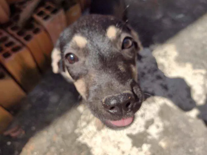 Cachorro ra a Não definido idade 2 a 6 meses nome Gerald