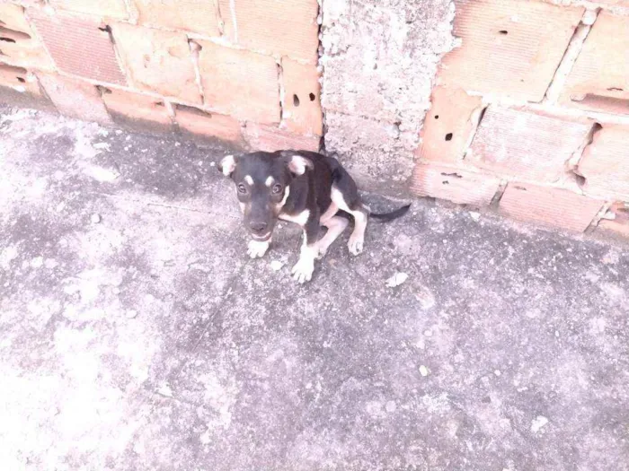 Cachorro ra a Não definido idade 2 a 6 meses nome Gerald