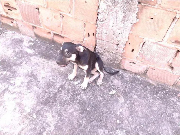 Cachorro ra a Não definido idade 2 a 6 meses nome Gerald