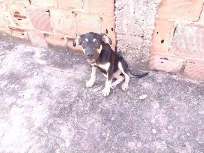 Cachorro ra a Não definido idade 2 a 6 meses nome Gerald