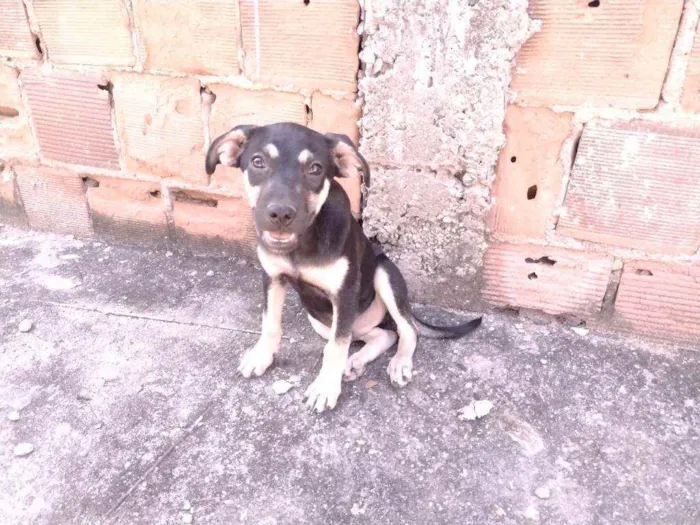 Cachorro ra a Não definido idade 2 a 6 meses nome Gerald