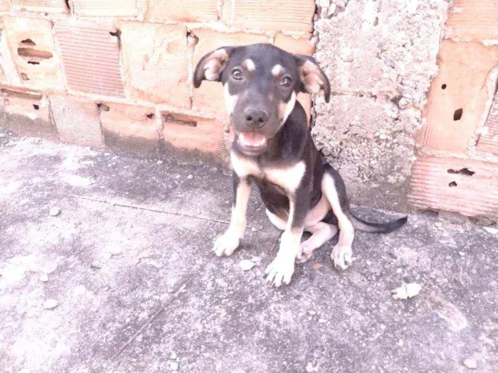 Cachorro ra a Não definido idade 2 a 6 meses nome Gerald