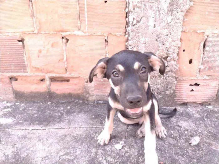 Cachorro ra a Não definido idade 2 a 6 meses nome Gerald