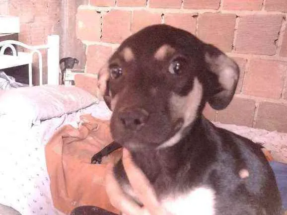 Cachorro ra a Não definido idade 2 a 6 meses nome Gerald