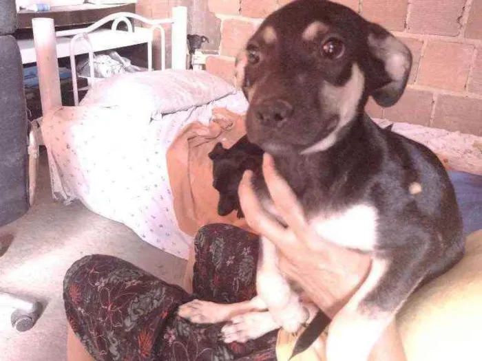 Cachorro ra a Não definido idade 2 a 6 meses nome Gerald