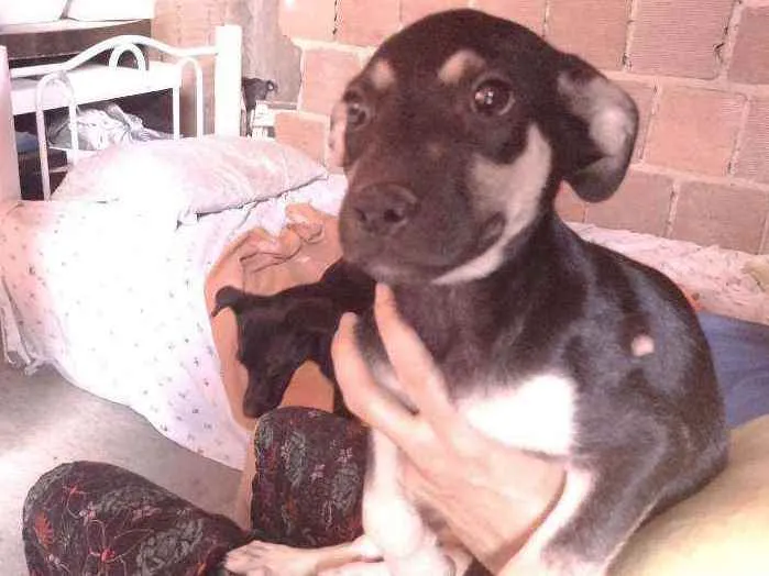 Cachorro ra a Não definido idade 2 a 6 meses nome Gerald