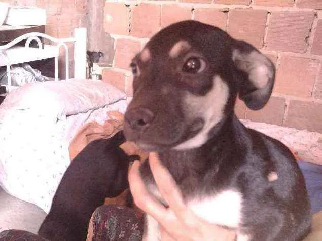 Cachorro ra a Não definido idade 2 a 6 meses nome Gerald