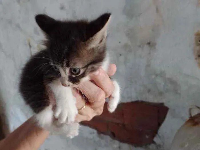 Gato raça SRD idade 2 a 6 meses nome Filhotinhos 