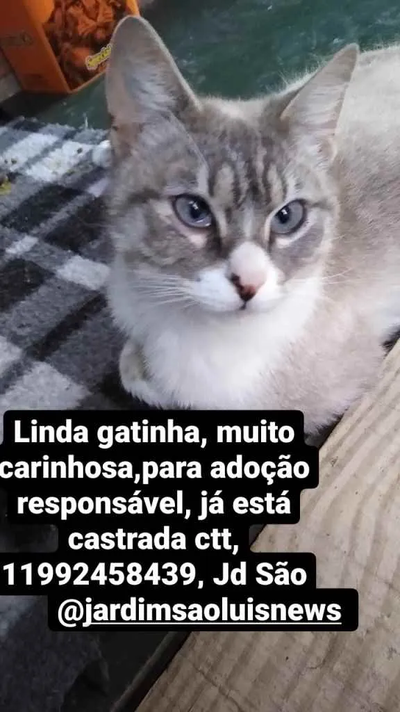 Gato ra a Srd idade 1 ano nome Cristal