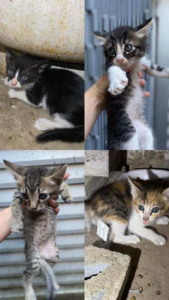 Gato raça SRD idade 2 a 6 meses nome Filhotinhos 