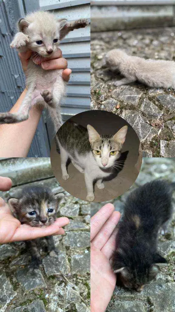 Gato raça SRD idade 2 a 6 meses nome Filhotinhos 