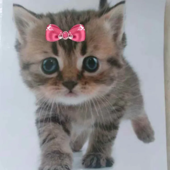 Gato ra a Mestiça  idade 2 a 6 meses nome Sofia 