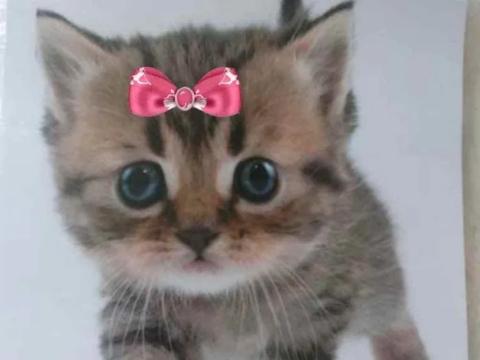 Gato ra a Mestiça  idade 2 a 6 meses nome Sofia 