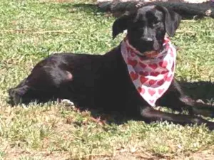 Cachorro raça Srd idade 1 ano nome Bidu