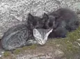 3 gatinhas