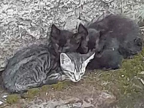 Gato ra a  idade Abaixo de 2 meses nome 3 gatinhas