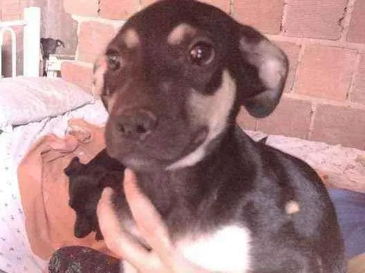 Cachorro ra a Não definido idade 2 a 6 meses nome Gerald