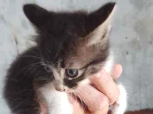 Gato raça SRD idade 2 a 6 meses nome Filhotinhos 