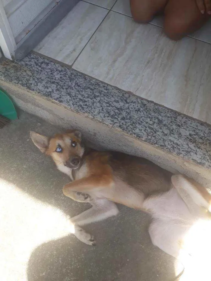 Cachorro ra a Indefinida idade 1 ano nome Lua