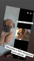 Bolinha 
