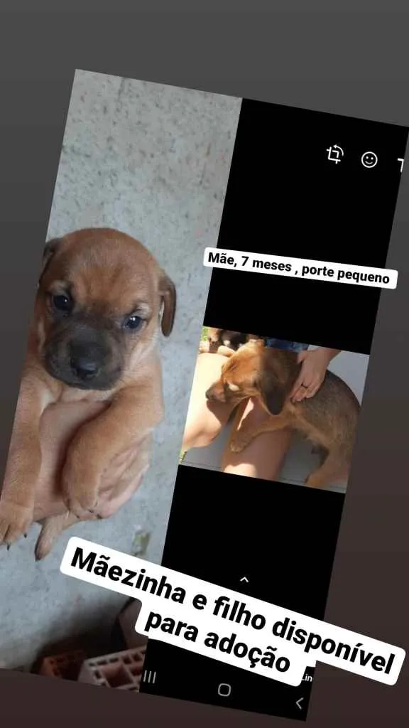 Cachorro ra a SRD idade Abaixo de 2 meses nome Bolinha 