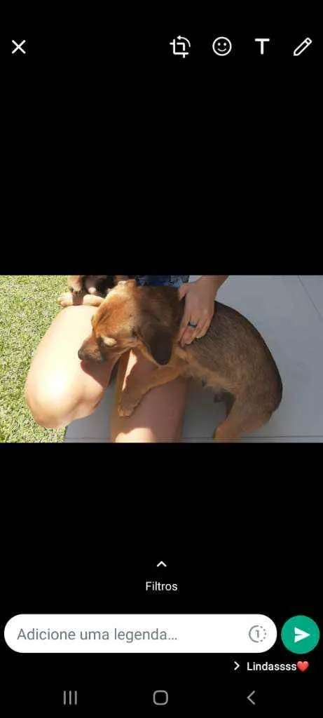 Cachorro ra a SRD idade 7 a 11 meses nome Pitica