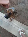 Pitica