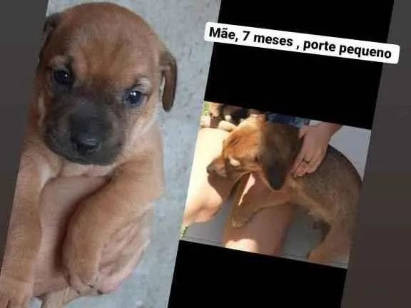 Cachorro ra a SRD idade Abaixo de 2 meses nome Bolinha 
