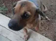 Pitica