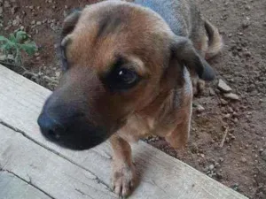 Cachorro raça SRD idade 7 a 11 meses nome Pitica