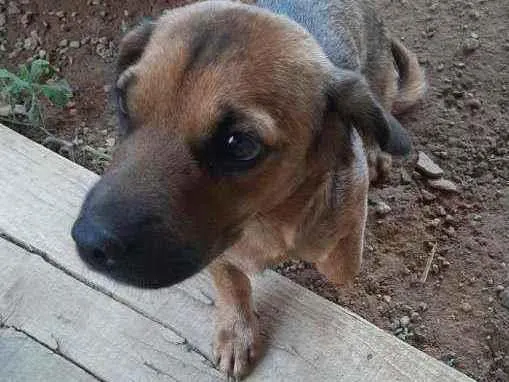 Cachorro ra a SRD idade 7 a 11 meses nome Pitica