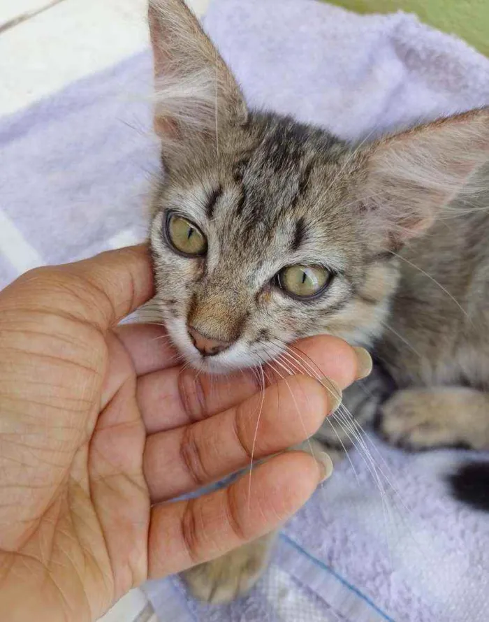 Gato ra a Comum Europeu  idade 2 a 6 meses nome Não tem nome