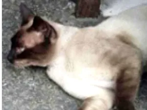 Gato raça Siamês idade 2 a 6 meses nome Azul